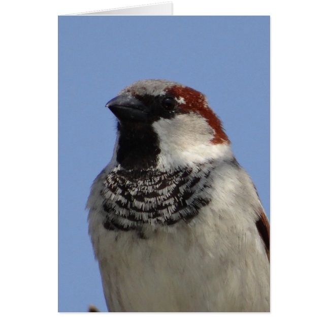 Cartão Pássaro pequeno giro (Frente)