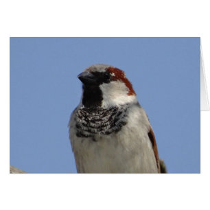 Cartão Pássaro pequeno giro