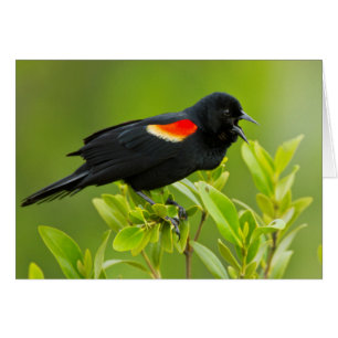 Cartão Pássaro Preto de Asa Vermelha (Agelaius Phoeniceus