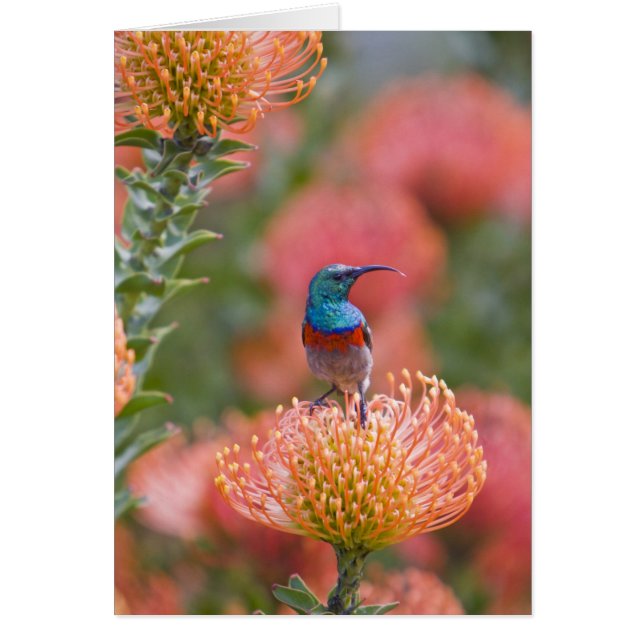 Cartão Pássaro Solar com Dupla Cobertura (Frente)