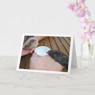 Cartão Pássaro Swift e Pássaro Sparrow nas mãos