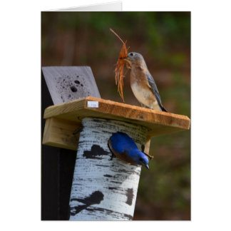 Cartão Pássaros azuis de ninho doce