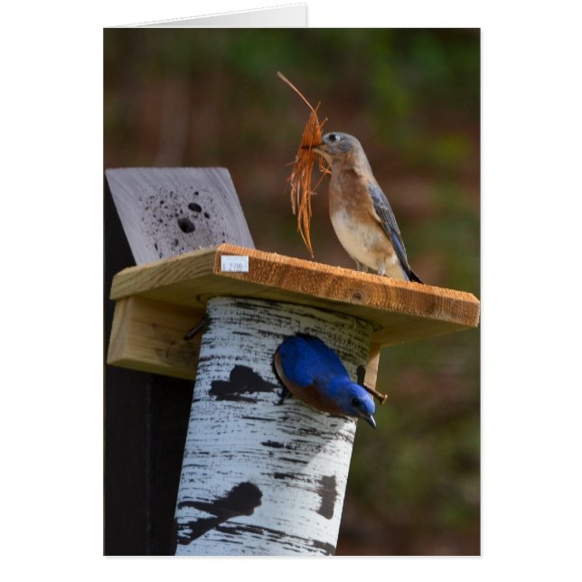 Cartão Pássaros azuis de ninho doce (Frente)