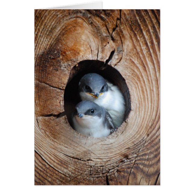 Cartão Pássaros Bebês (Frente)