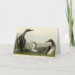 Cartão Pássaros de Audubon com trote negra