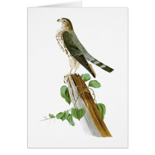 Cartão Pássaros de Le Pequeno Caporal John Audubon de