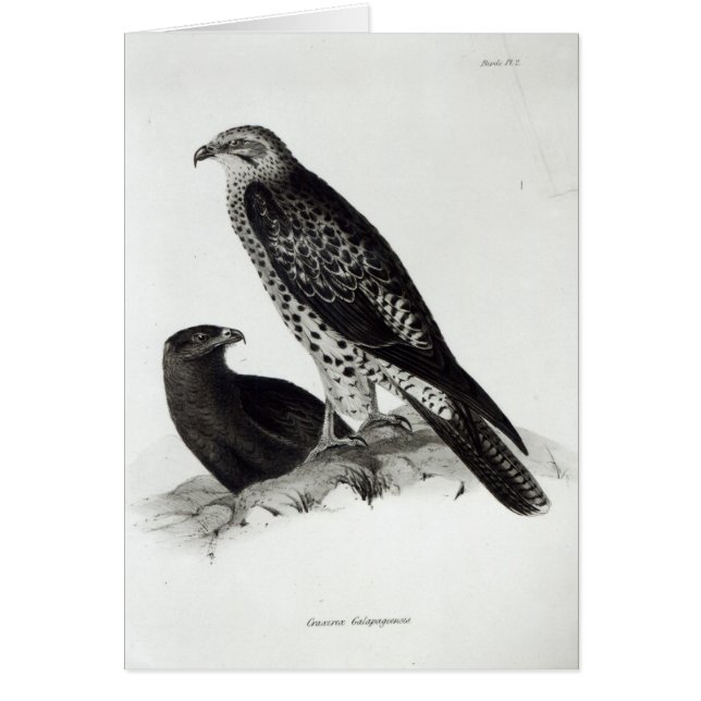 Cartão Pássaros de rapina (Frente)