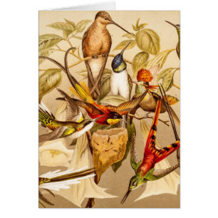 Cartão Pássaros dos pássaros dos colibris do pássaro d