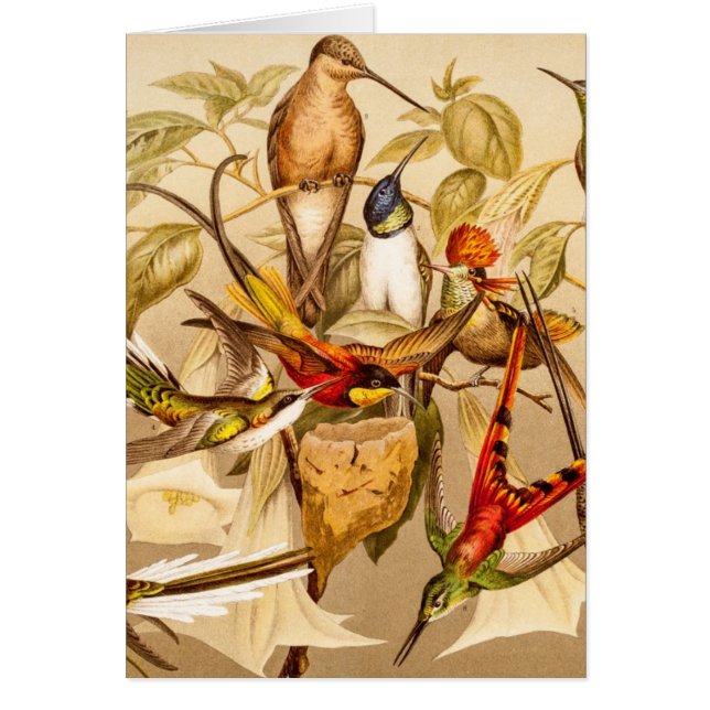 Cartão Pássaros dos pássaros dos colibris do pássaro do (Frente)