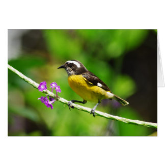 Cartão Pássaros exóticos
