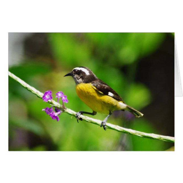 Cartão Pássaros exóticos (Frente Horizontal)