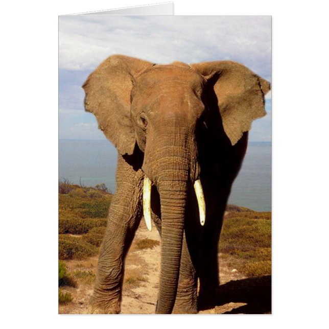 Cartão Passeio do Dia da Praia do Elefante, (Frente)