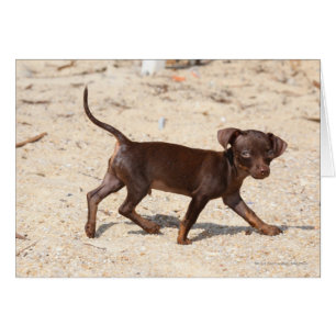 Cartão Passeio do filhote de cachorro da chihuahua