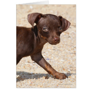 Cartão Passeio do filhote de cachorro da chihuahua