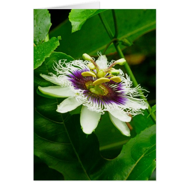 Cartão Passiflora (Frente)