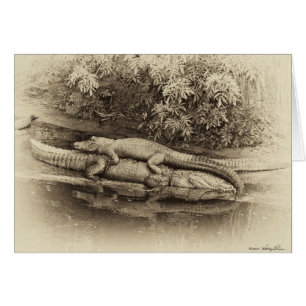 Cartão Passo Traseiro do Gator