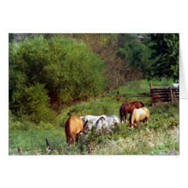 Cartão Pastagem de Cavalo 2