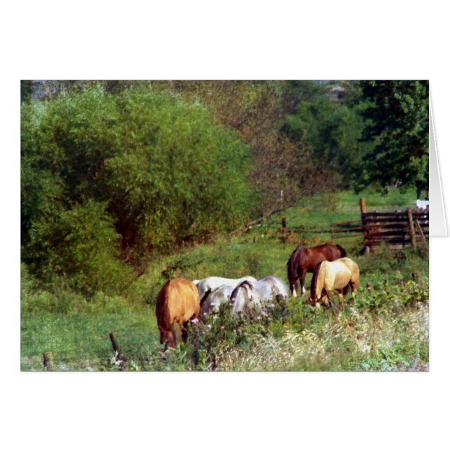 Cartão Pastagem de Cavalo 2 (Frente Horizontal)