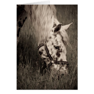 Cartão Pastando a beleza