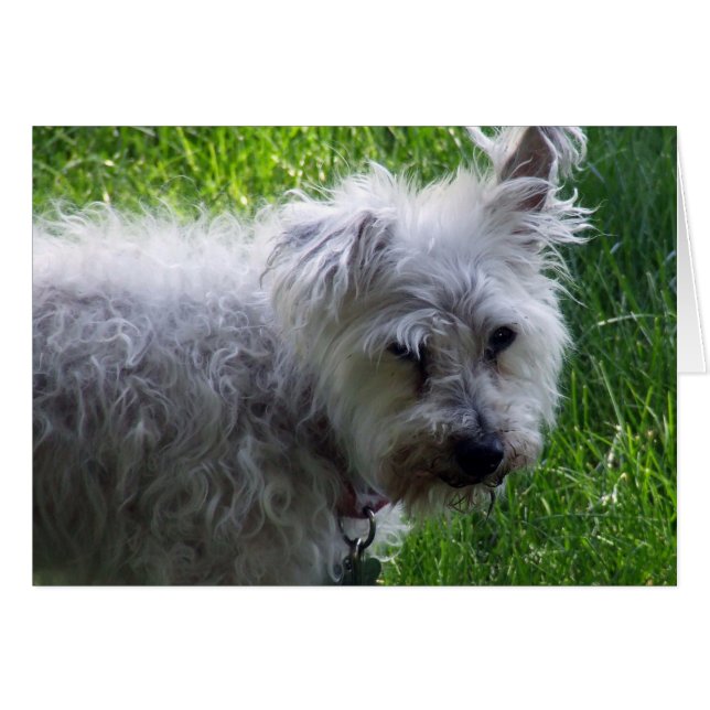 Cartão pastor (Frente Horizontal)