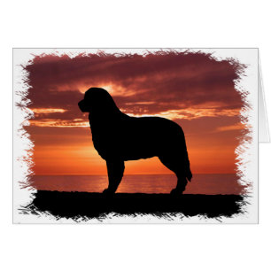 Cartão Pastor australiano