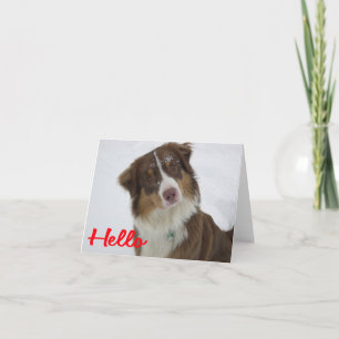 Cartão Pastor Australiano Aussie  Cachorro  Olá  Amor