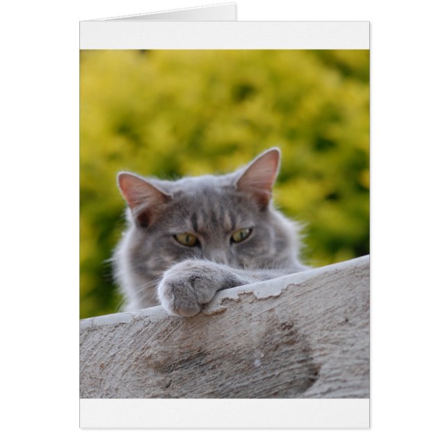 Cartão Pata de cinza (Frente)