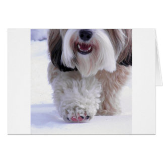 Cartão Pata de Neve Cujo Fluffy Tibetano Terrier