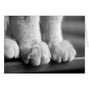 Cartão Patas da lenda