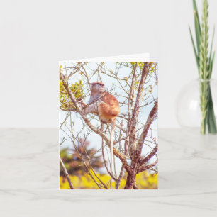 Cartão Patas é uma árvore