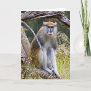 Cartão Patas Monkey