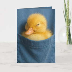 Cartão Patinho de Aniversário em um Bolso de Camisa Azul