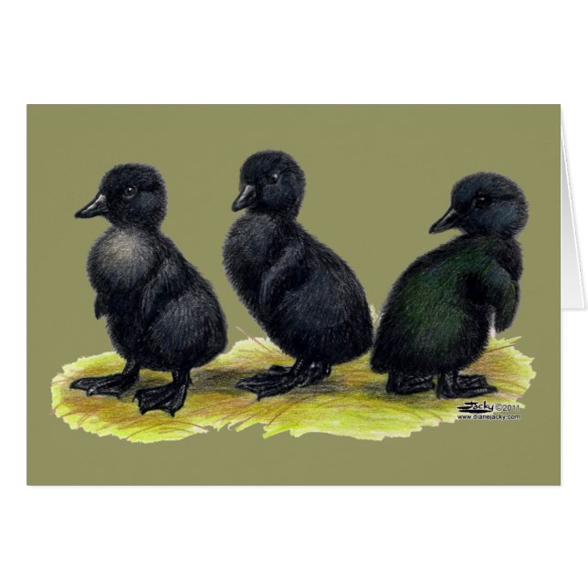 Cartão Patinhos Black Cayuga (Frente horizontal)