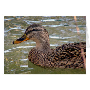 Cartão Pato