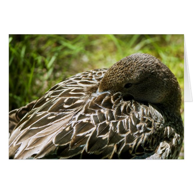 Cartão Pato (Frente Horizontal)