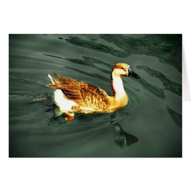 Cartão Pato (Frente Horizontal)