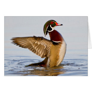 Cartão Pato-carolino macho batendo as asas em área úmida