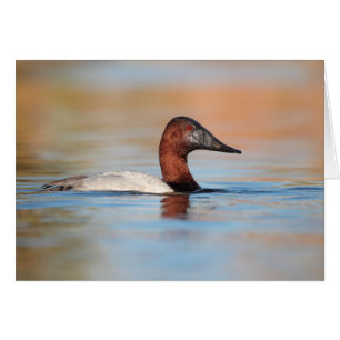 Cartão Pato-de-canvasback masculino