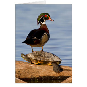 Cartão Pato-de-madeira macho em pé sobre um Slider-de-ouv