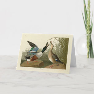 Cartão Pato de Shoveller - das Aves da América de Audubon