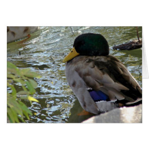 Cartão Pato Descansado