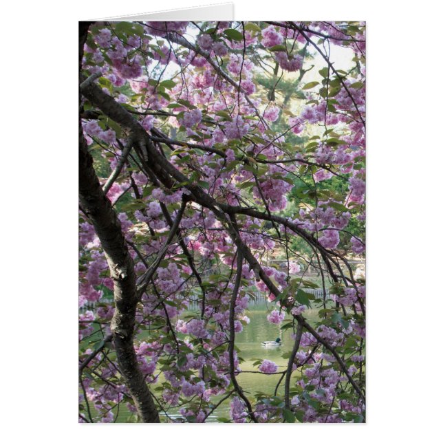 Cartão Pato entre as flores de cerejeira (Frente)