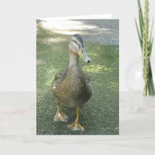 Cartão Pato Errante