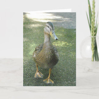 Cartão Pato Errante