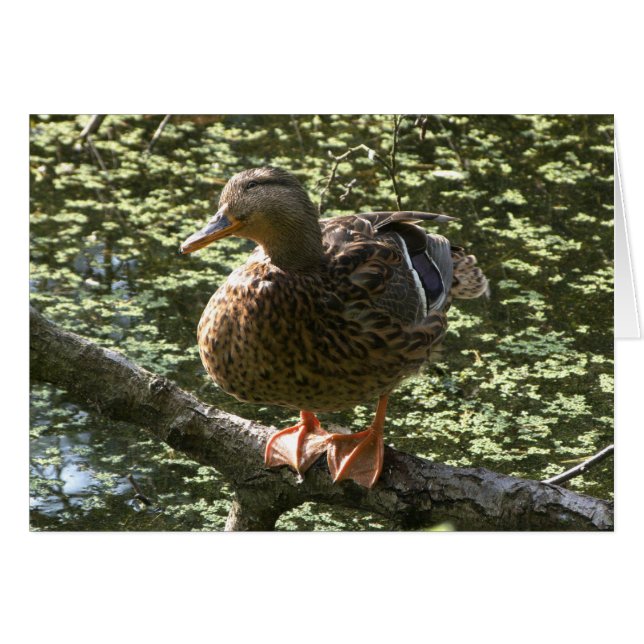 Cartão Pato Feliz (Frente Horizontal)