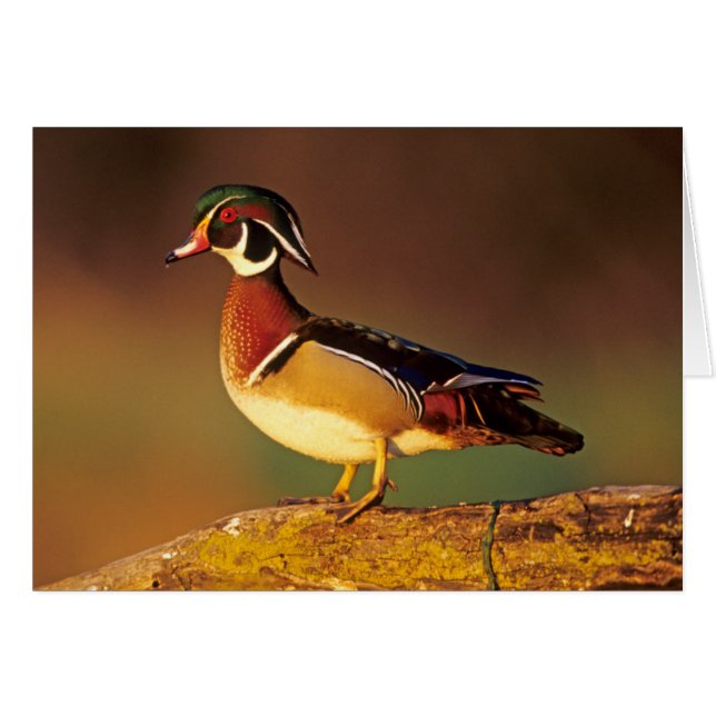 Cartão Pato-mandarim macho, Illinois (Frente Horizontal)