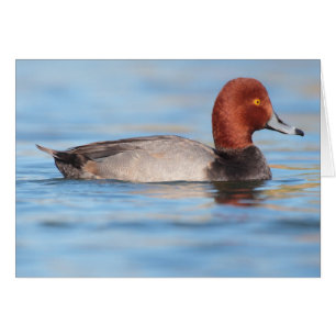 Cartão Pato masculino do Redhead