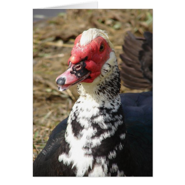 Cartão Pato-moscovita-macho (Frente)