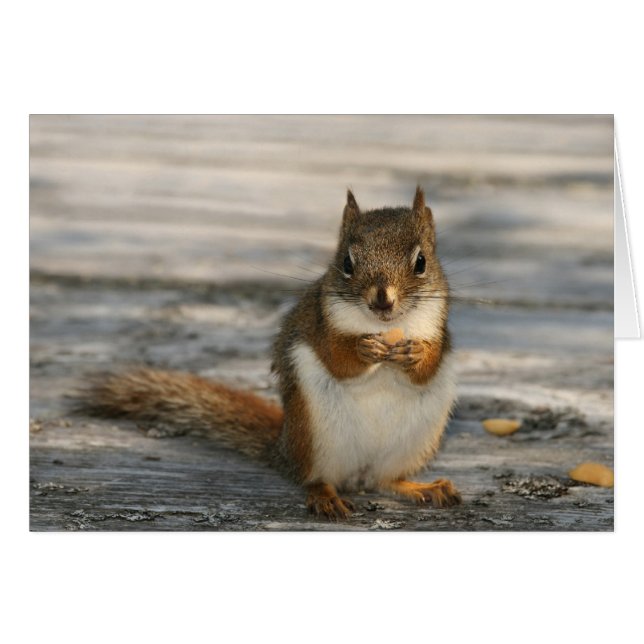 Cartão Pato Negro (Frente horizontal)