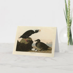 Cartão Pato Negro ou Surf das Aves da América de Audubon